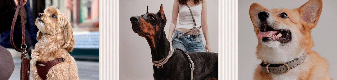 Ny Aalborg-webshop lancerer premium hundeprodukter fra Milano og Wien