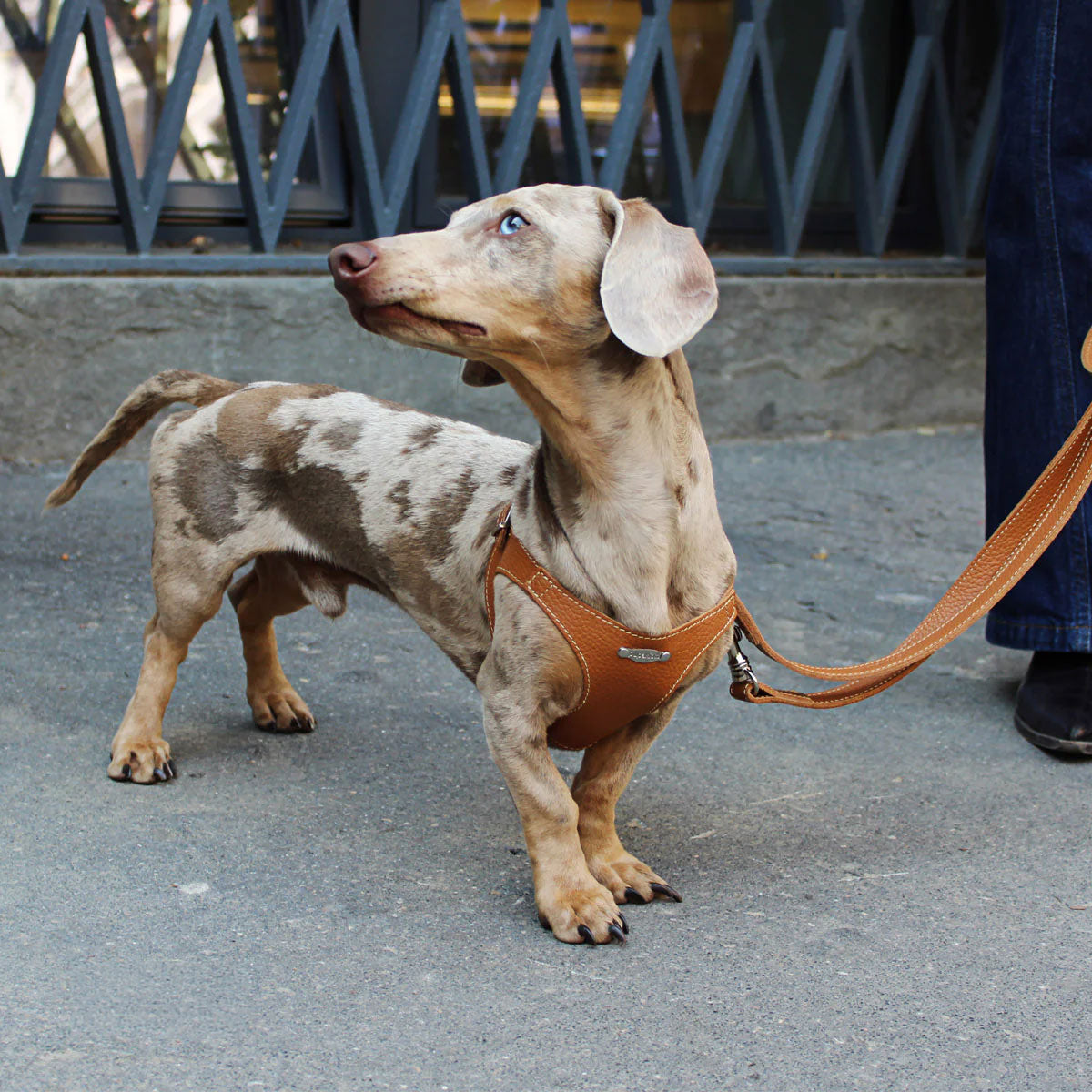Hundeseler