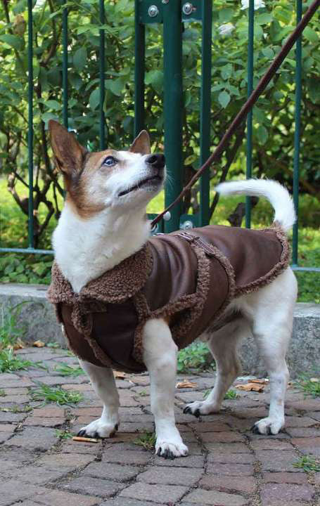 Hundemode