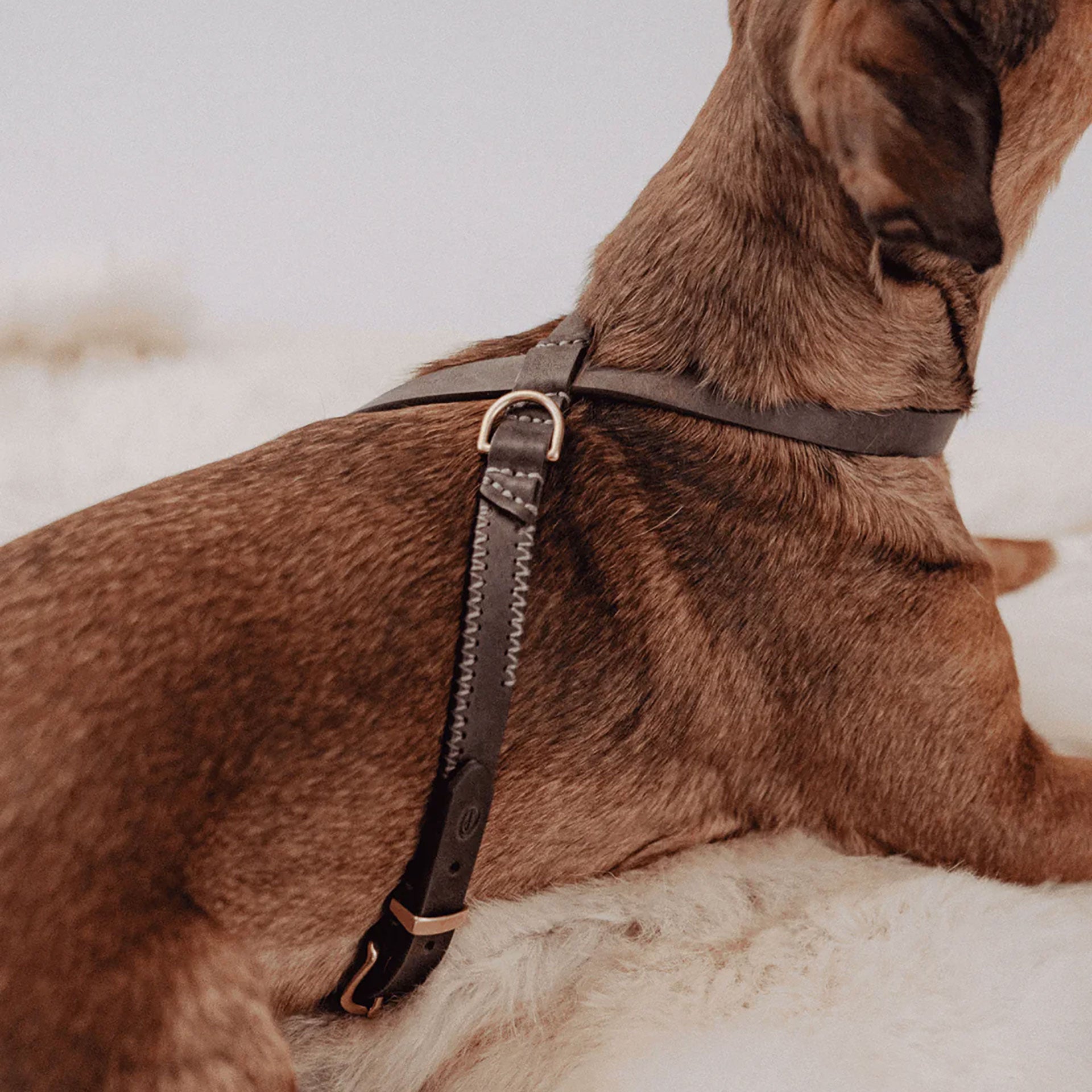 Flynn Infinity hundesele i ægte læder - Deep Brown