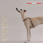 Flynn Infinity hundesele i ægte læder - Nordic Taupe