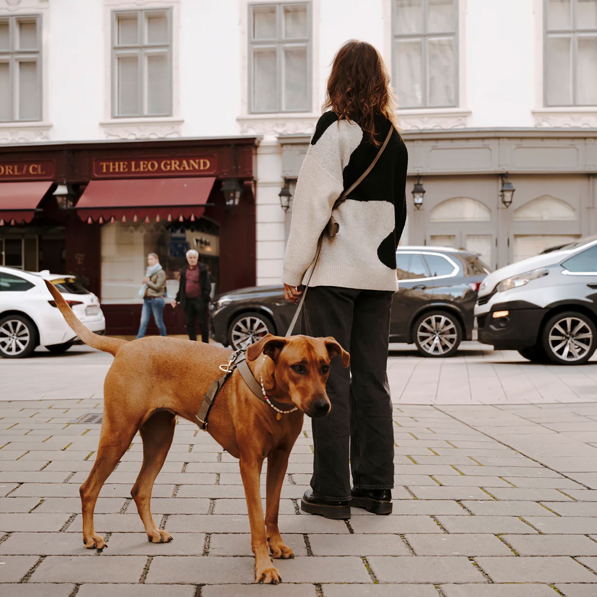 Flynn Infinity hundesele i ægte læder - Nordic Taupe
