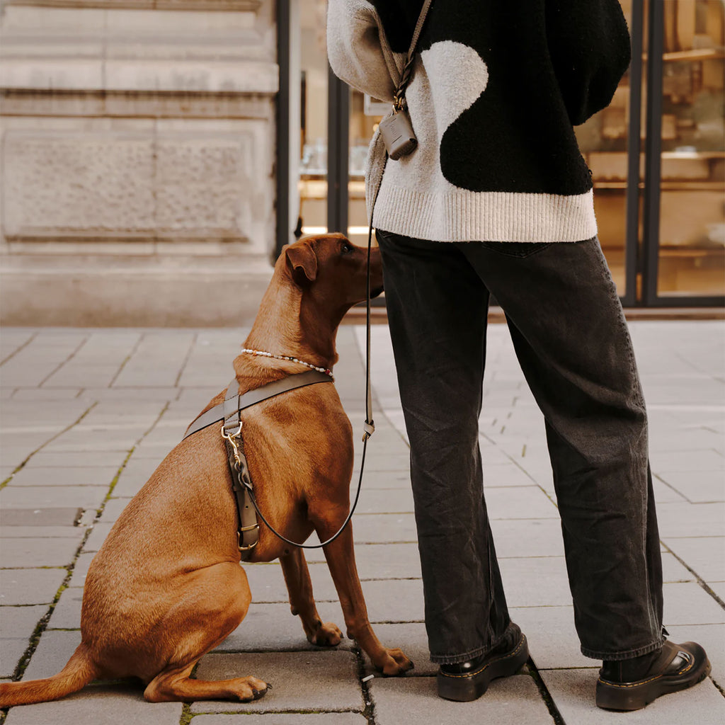 Flynn Infinity hundesele i ægte læder - Nordic Taupe