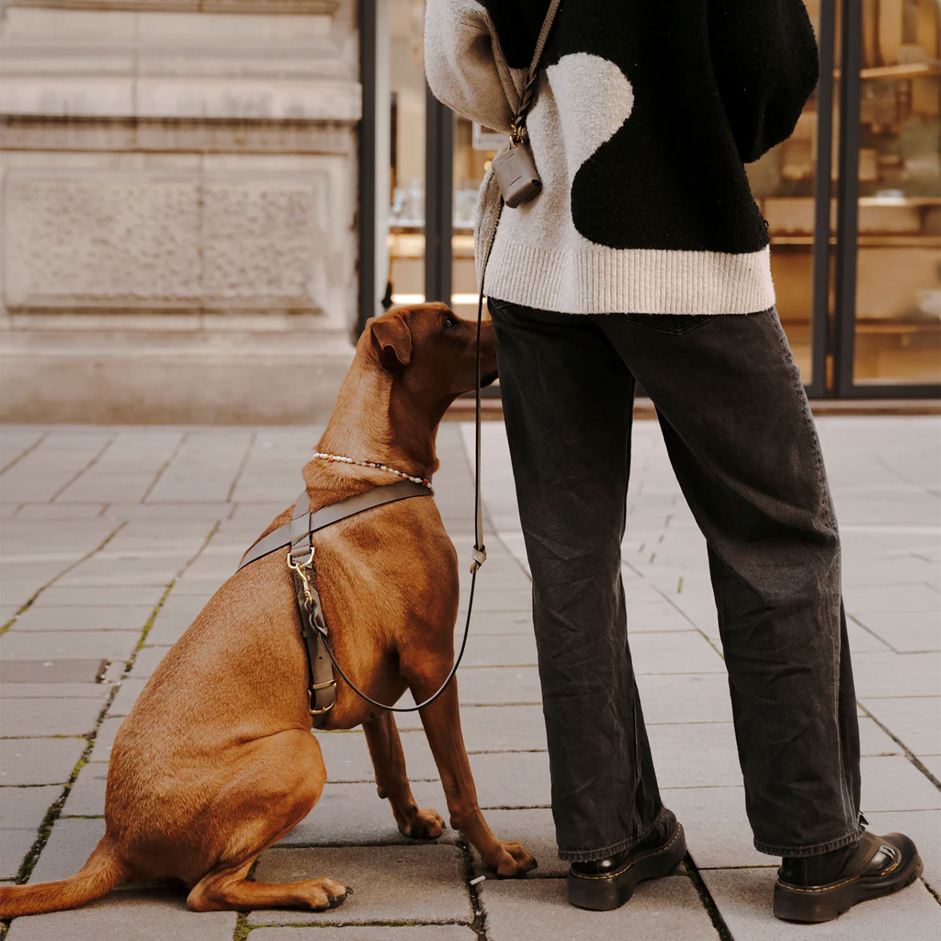 Flynn Infinity hundesele i ægte læder - Nordic Taupe
