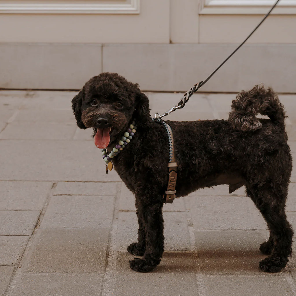 Flynn Infinity hundesele i ægte læder - Nordic Taupe