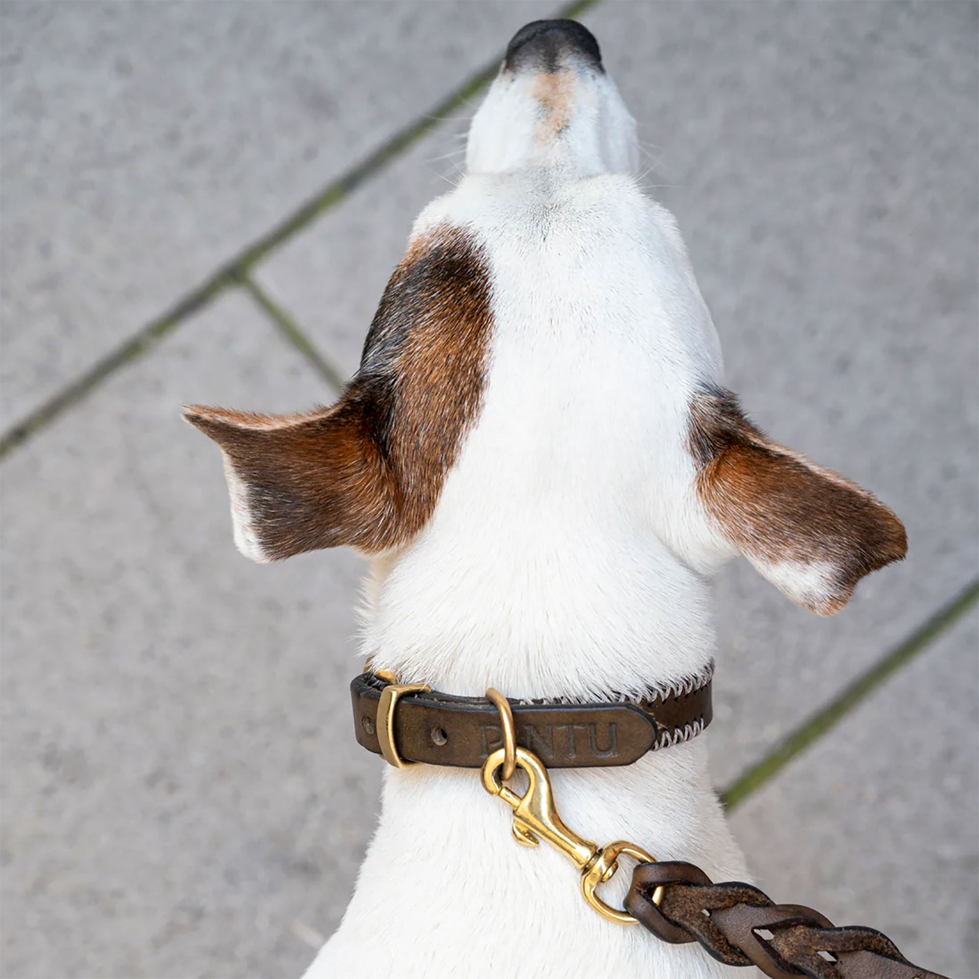 Porthos hundehalsbånd i ægte læder - Deep Brown