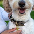 Porthos hundehalsbånd i ægte læder - Nordic Taupe