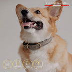 Porthos hundehalsbånd i ægte læder - Nordic Taupe