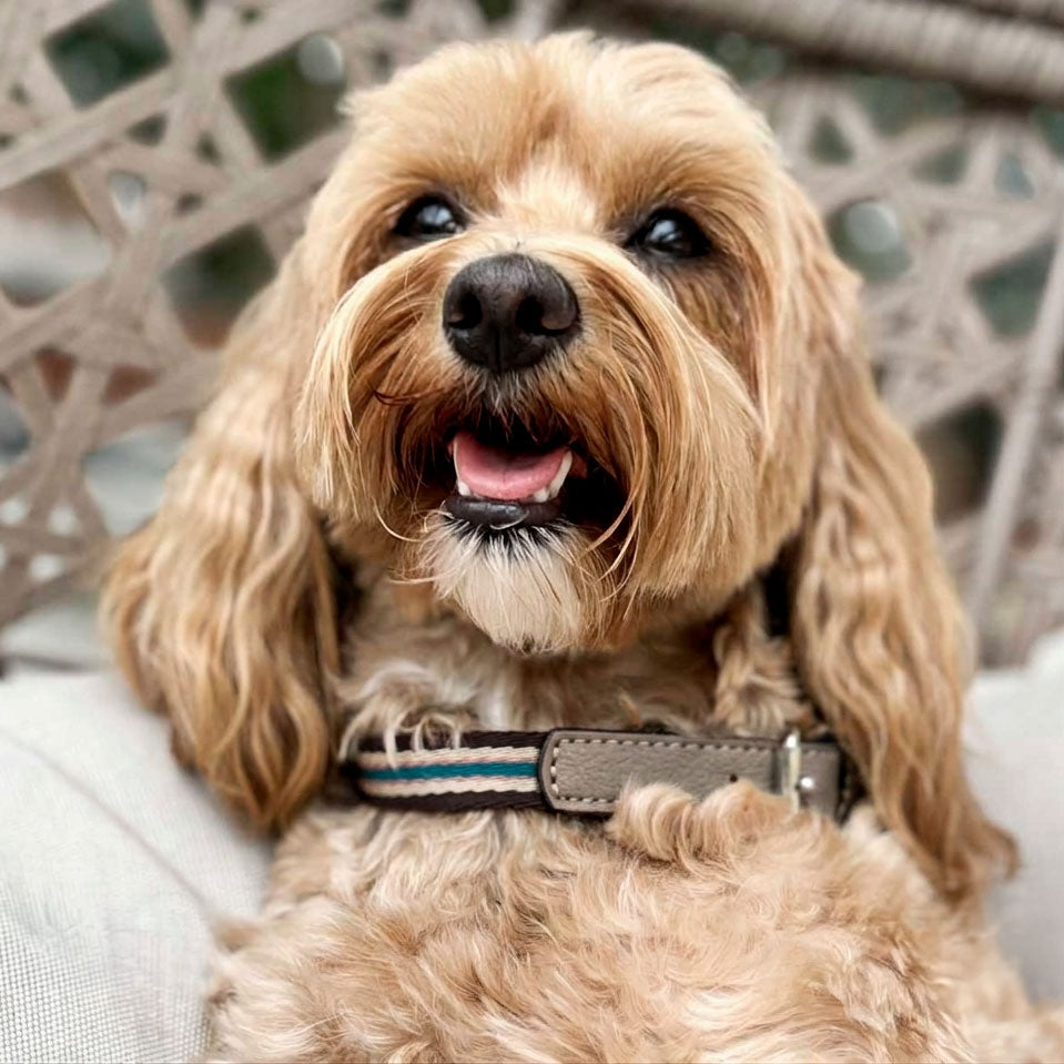 Urban hundehalsbånd i vegansk AppleSkin™ og vævet bånd