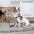 Urban hundesnor i vegansk AppleSkin™ og vævet bånd