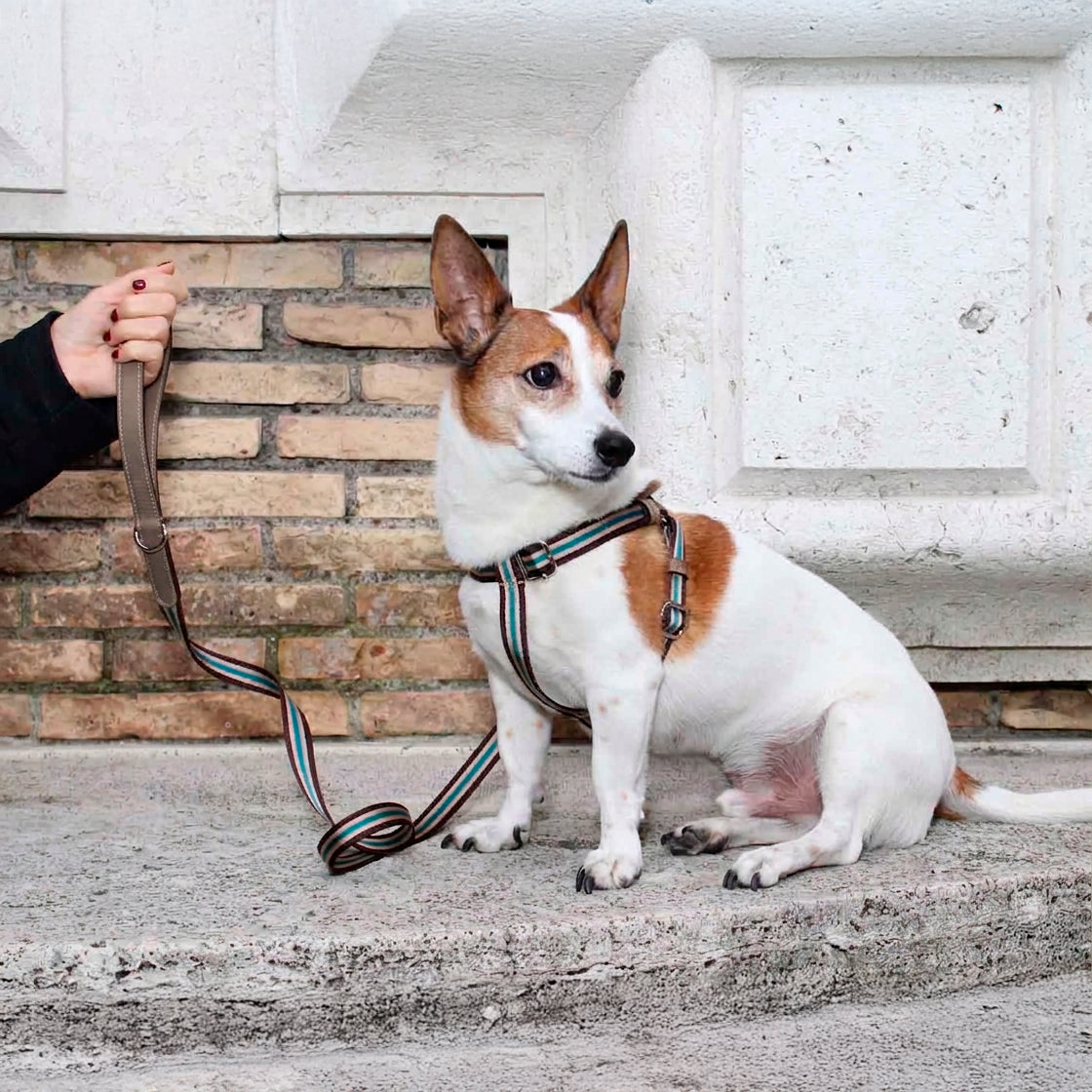 Urban Y-formet hundesele i vegansk AppleSkin™ og vævet bånd