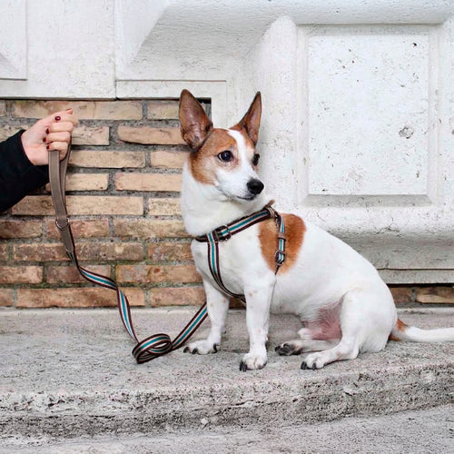 Urban Y-formet hundesele i vegansk AppleSkin™ og vævet bånd