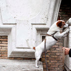 Urban Y-formet hundesele i vegansk AppleSkin™ og vævet bånd