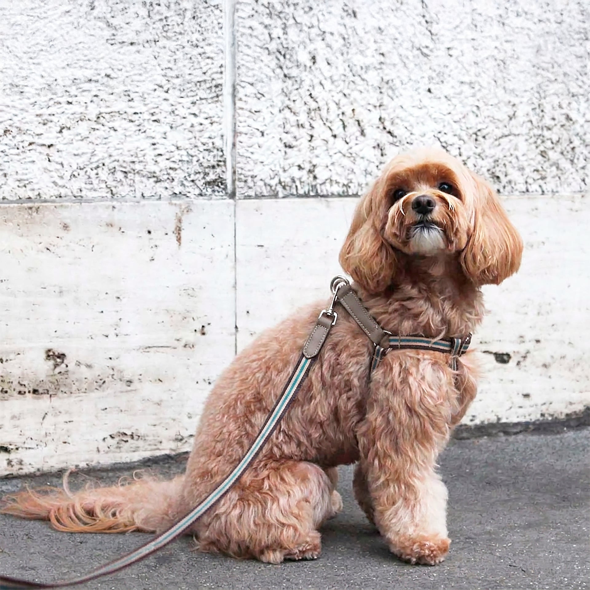 Urban Y-formet hundesele i vegansk AppleSkin™ og vævet bånd