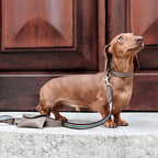 Urban hundesnor i vegansk AppleSkin™ og vævet bånd