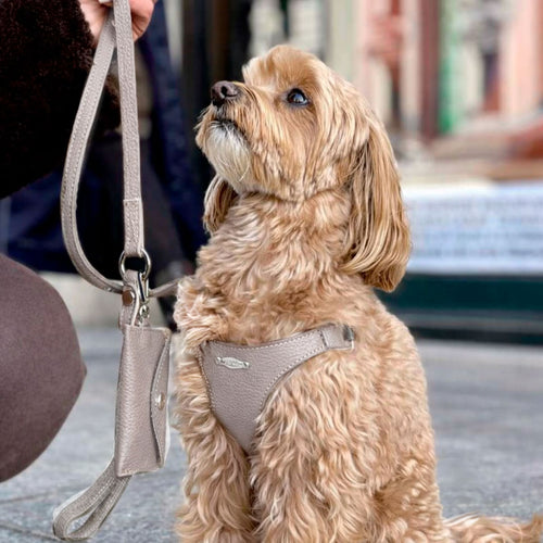 Sæt med ergonomisk Bustier-sele, hundesnor og taske til hundeposer i ægte læder - Nordic Taupe