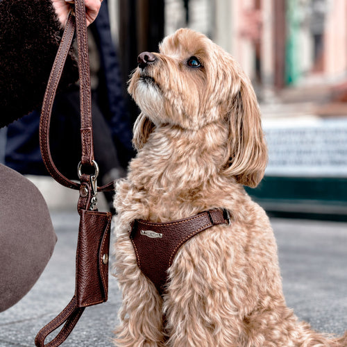 Sæt med ergonomisk Bustier-sele, hundesnor og taske til hundeposer i ægte læder - Deep Brown