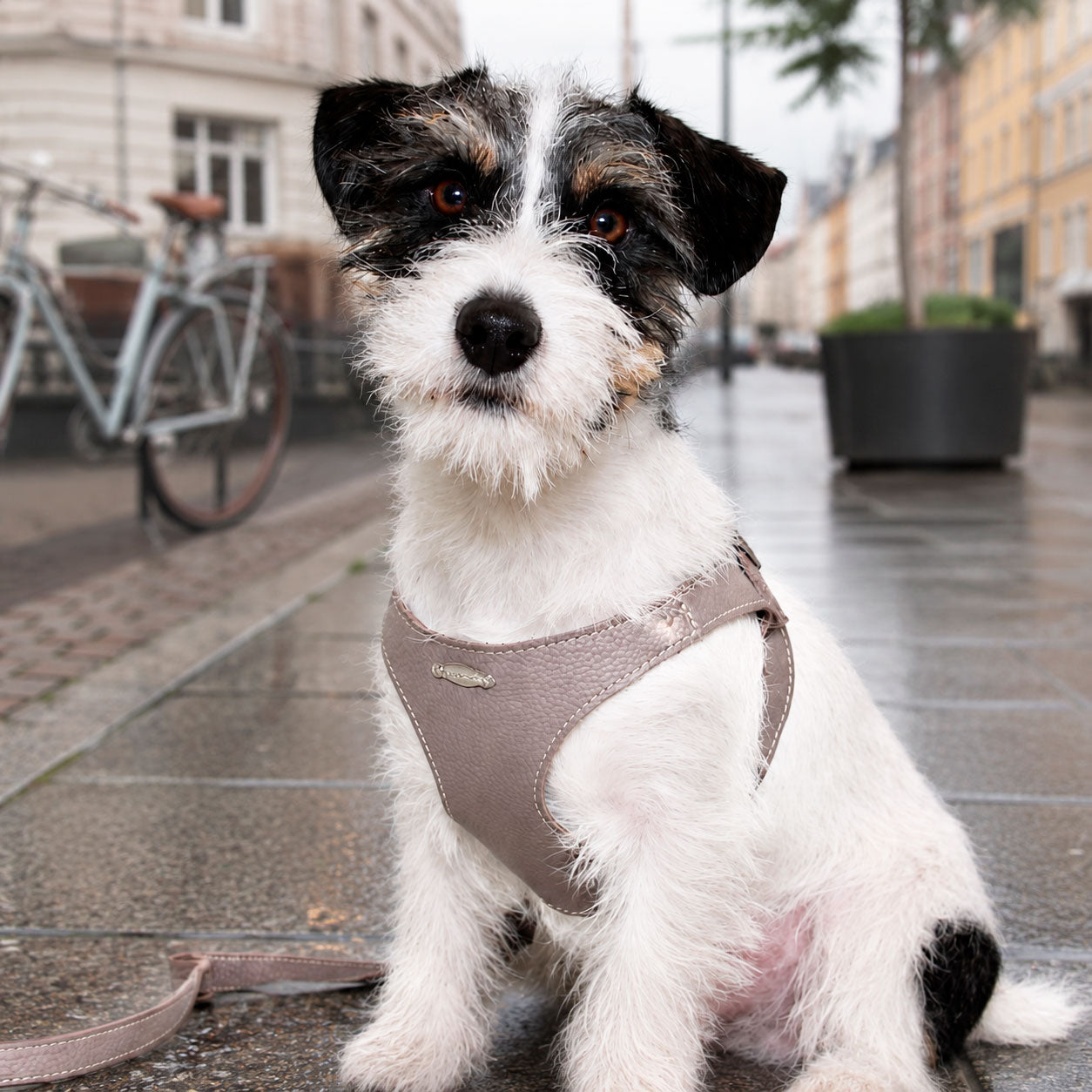 Ergonomisk Bustier hundesele i ægte læder - Nordic Taupe