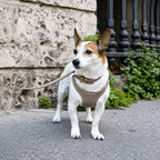 Ergonomisk Bustier hundesele i ægte læder - Nordic Taupe