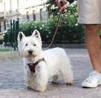 Sæt med ergonomisk Bustier-sele, hundesnor og taske til hundeposer i ægte læder - Deep Brown