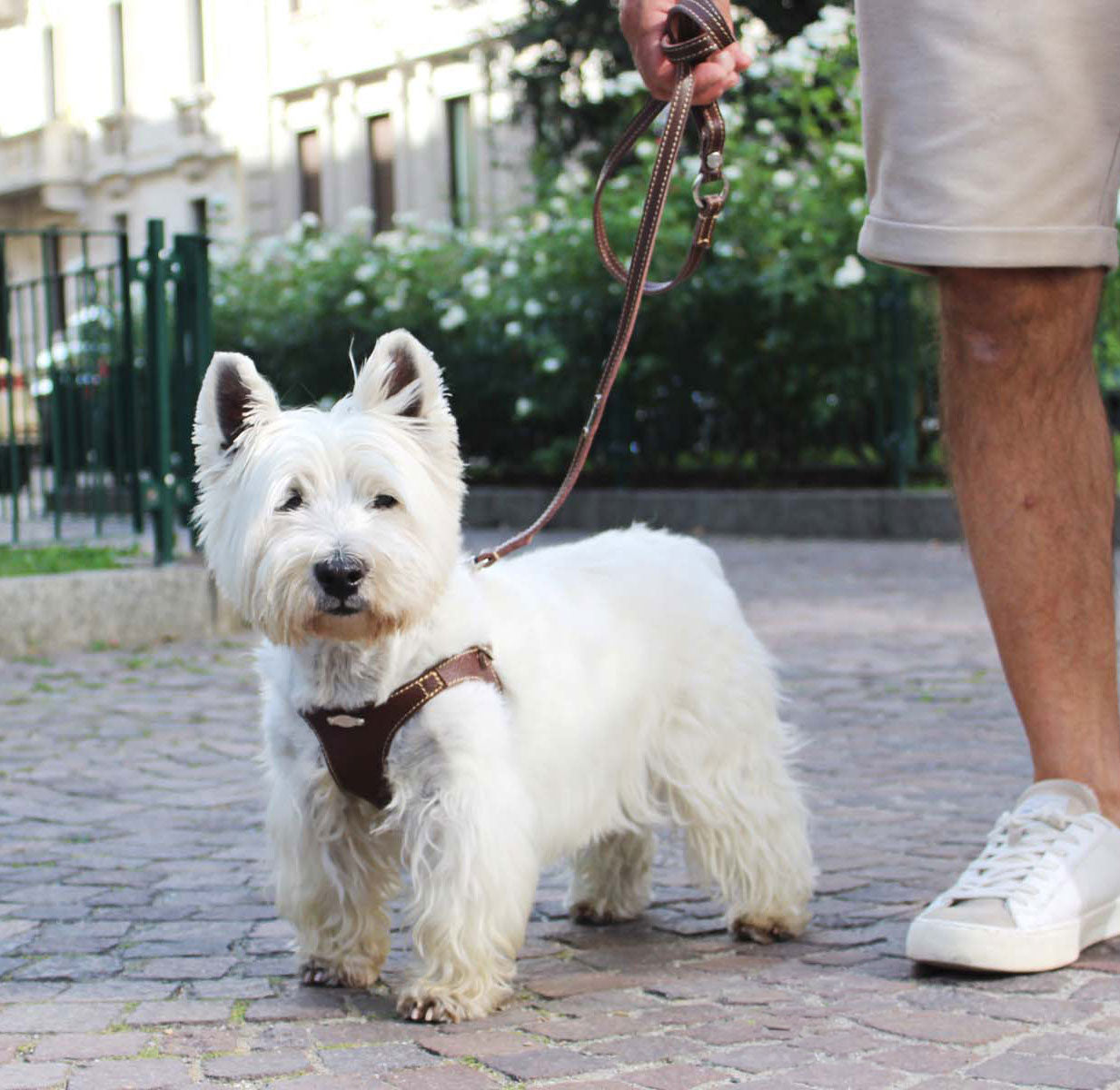 Sæt med ergonomisk Bustier-sele, hundesnor og taske til hundeposer i ægte læder - Deep Brown