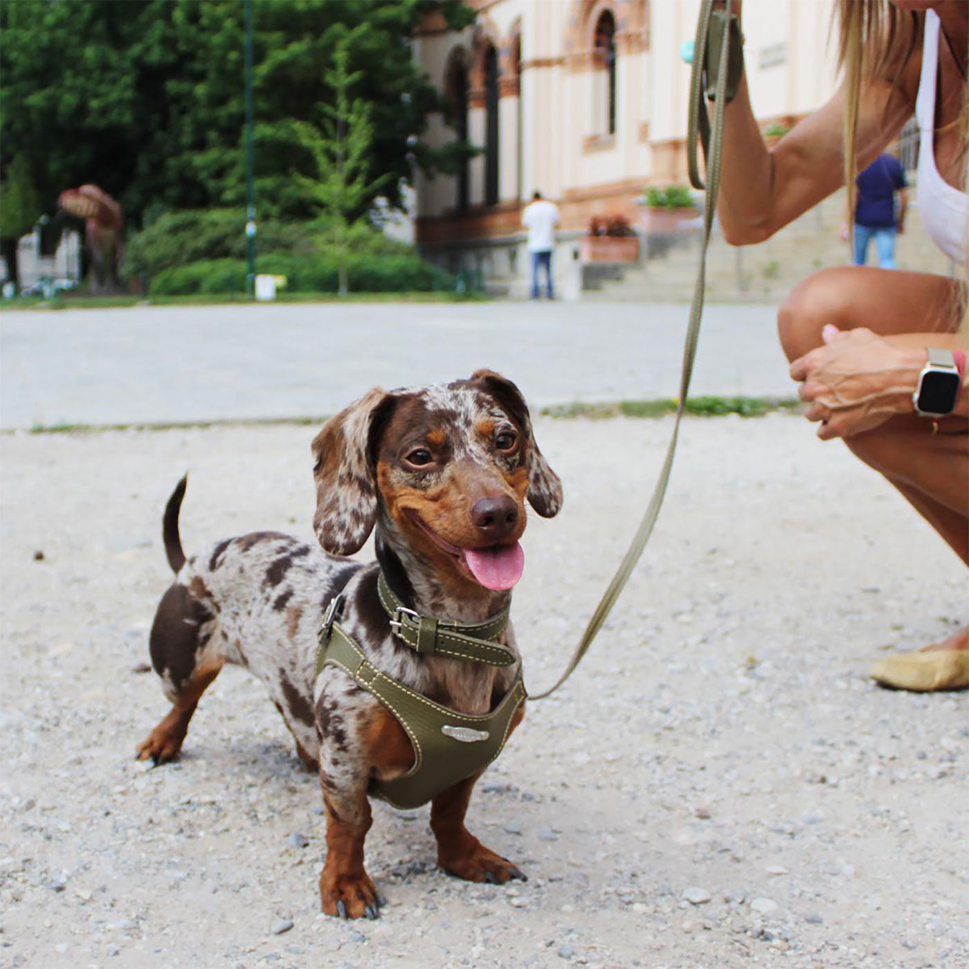 Ergonomisk Bustier hundesele i ægte læder - Army