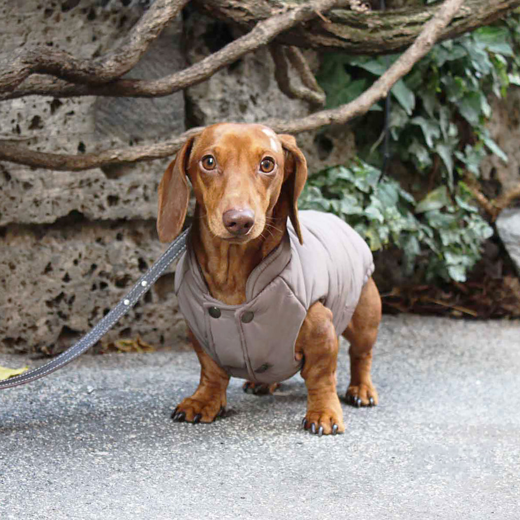 Vandtæt PRAGA vinterfrakke til hunde